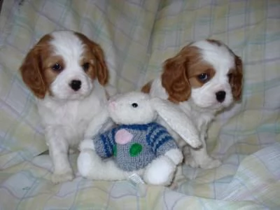 cavalier king maschi e femmine