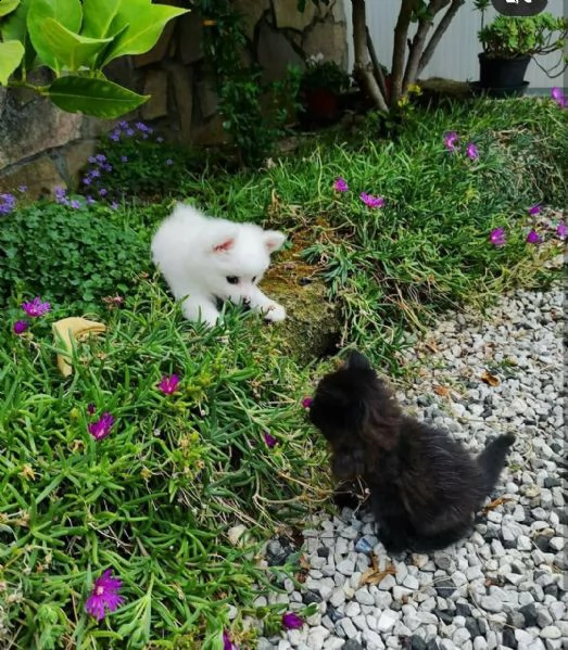 cucciolo di pomerania bianco e nero per l'adozione | Foto 1