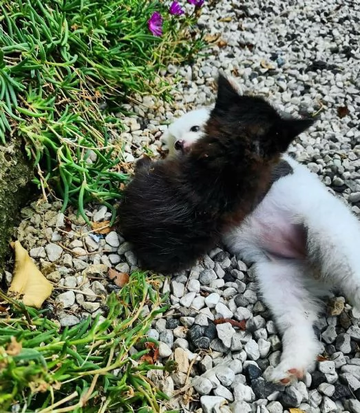 cucciolo di pomerania bianco e nero per l'adozione | Foto 0