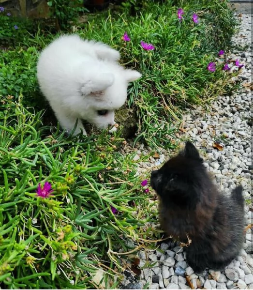 cucciolo di pomerania bianco e nero per l'adozione