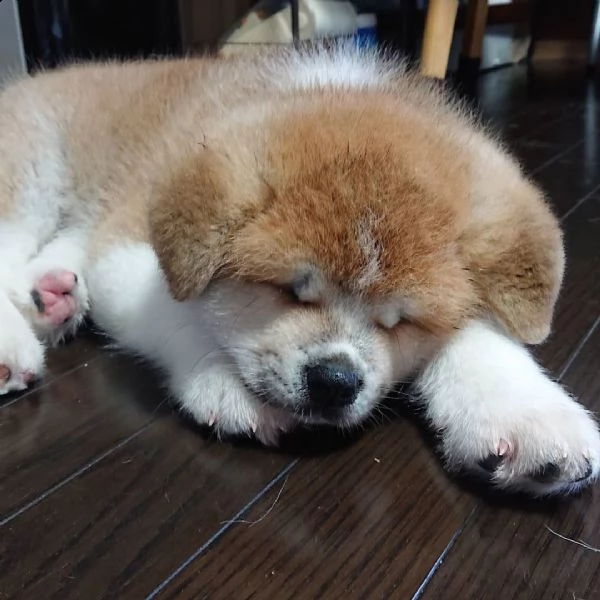 cuccioli di baby chow chow da reinserire.