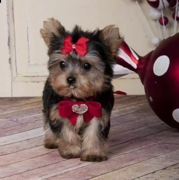 cuccioli di yorkie in adozione