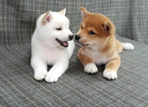 vendita cucciolo cuccioli di shiba inu con pedigree