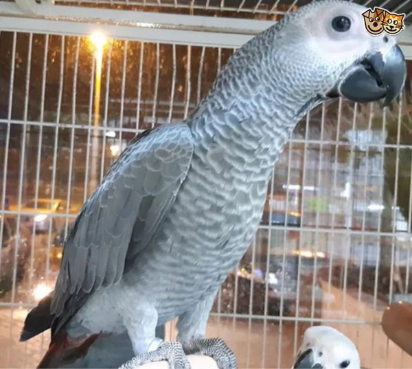 baby congo african grey pronto !!