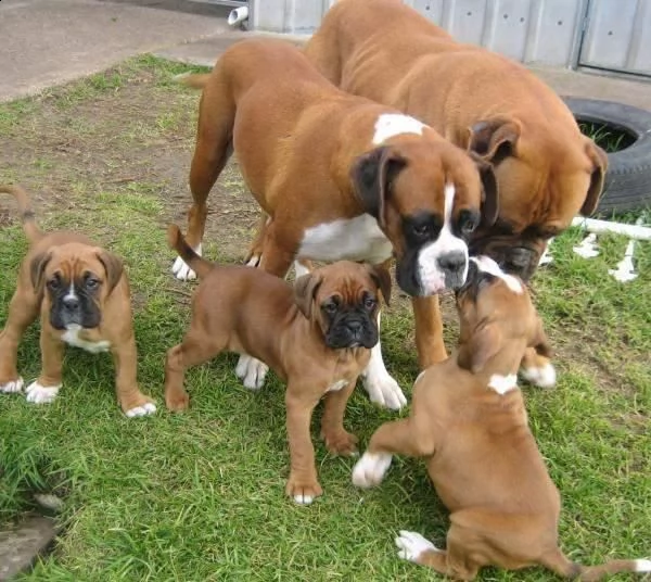 lovely boxer cuccioli