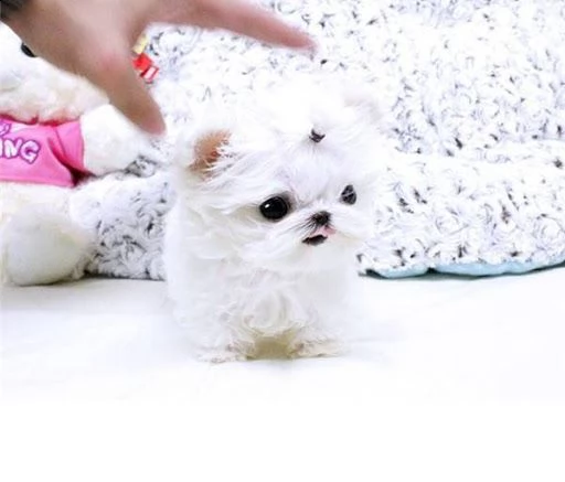 beautifu maltese l girl e 1 boy small type | Foto 2