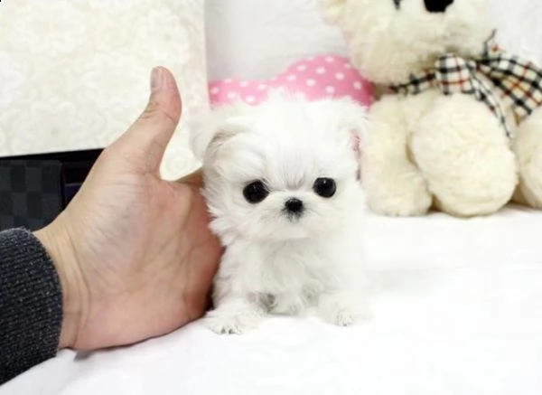 beautifu maltese l girl e 1 boy small type | Foto 1