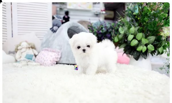 beautifu maltese l girl e 1 boy small type | Foto 0