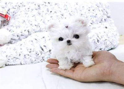 beautifu maltese l girl e 1 boy small type