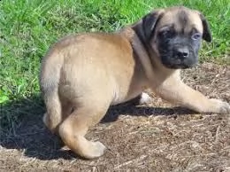 cucciolo di bull mastiff tenerissimi intrigantissimi e buonissimi di 70 giorni sia maschi che femmin