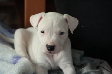 cuccioli dogo argentino pedigree enci .con tutte le vaccinazioni e sverminazioni , libretto sanitari