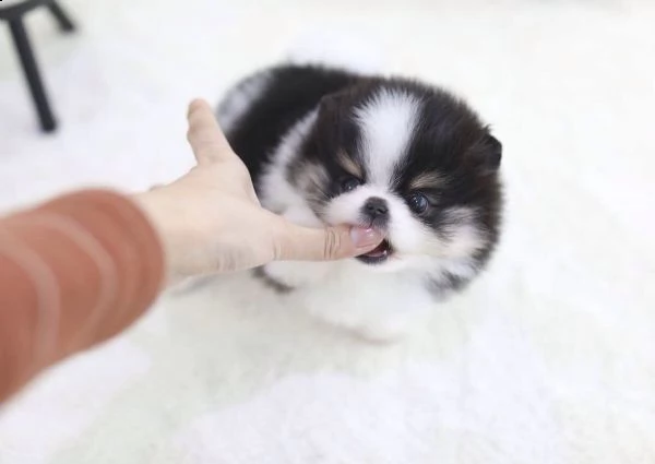 se han vacunado adorables cachorros machos y hembras de pomerania disponibles para la venta a precio