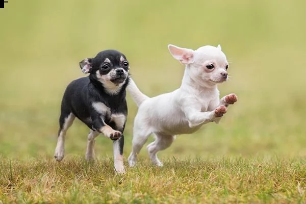 vendita cucciolo cuccioli di chihuahua 