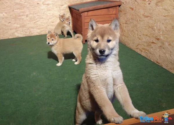 i migliori cuccioli italiani ( shiba inu di 2 mesi) | Foto 0