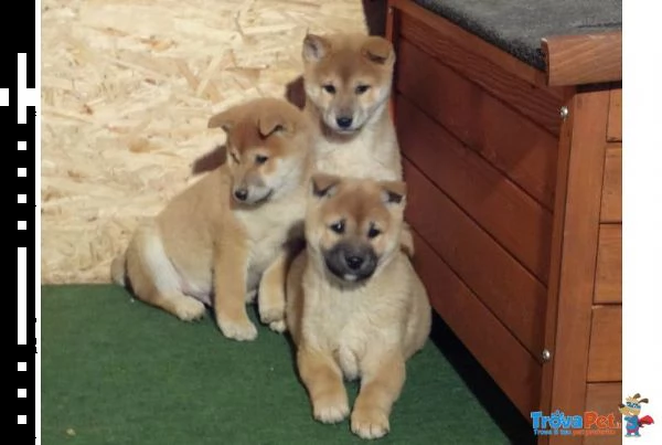 i migliori cuccioli italiani ( shiba inu di 2 mesi)