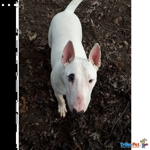 cuccioli bull terrier standard | Foto 0