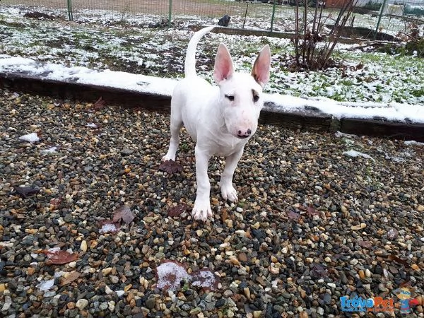 cuccioli bull terrier standard