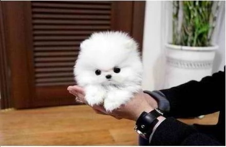 cuccioli di pomerania 