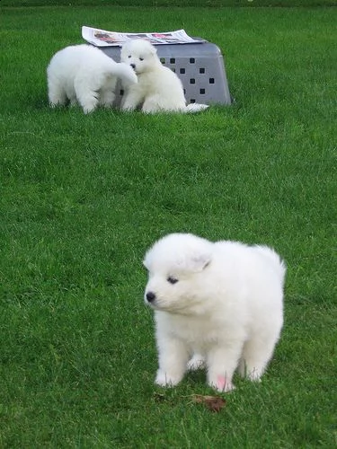 regalo adorabili cuccioli samoiedo femminucce e maschietti