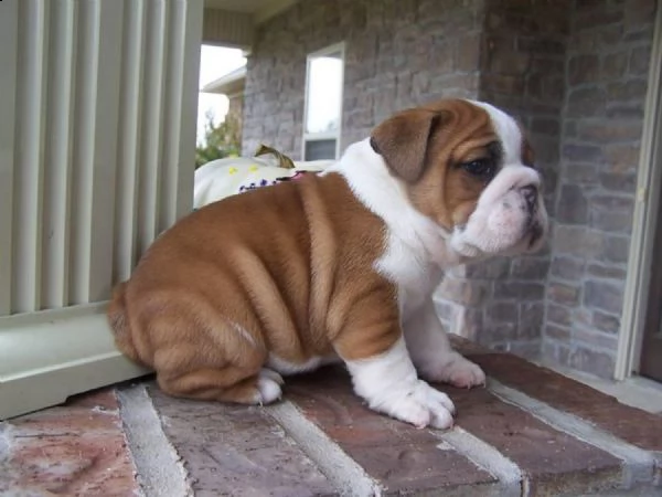 cuccioli di bulldog inglese | Foto 1