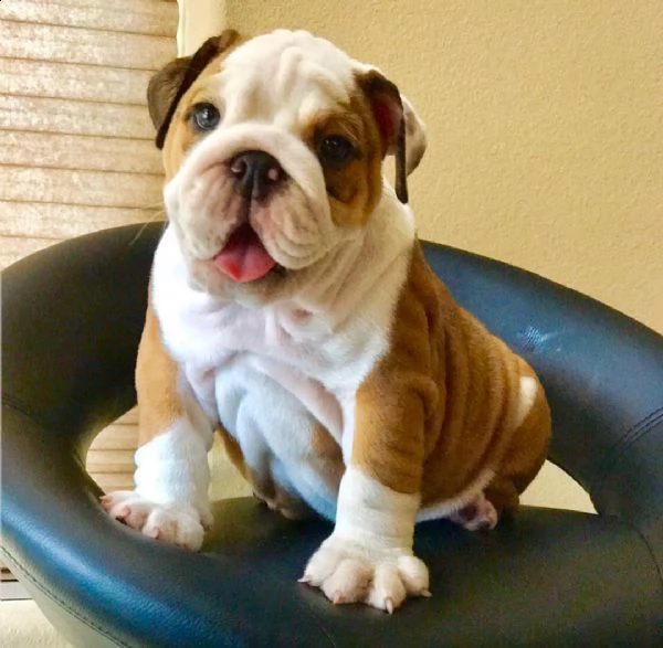 cuccioli di bulldog inglese | Foto 0