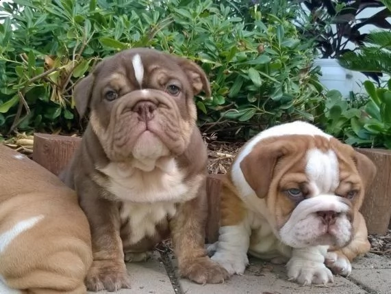 cuccioli di bulldog inglese