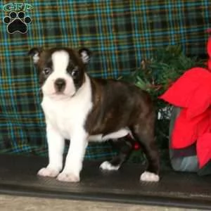 cucciolo di boston terrier tenerissimi intrigantissimi e buonissimi di 70 giorni sia maschi che femm