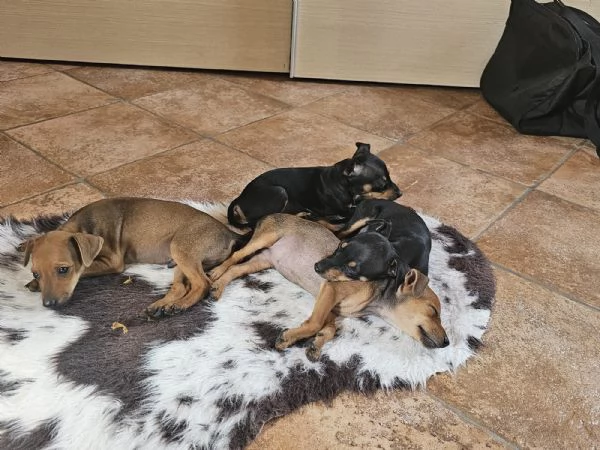 Pinscher nano | Foto 1