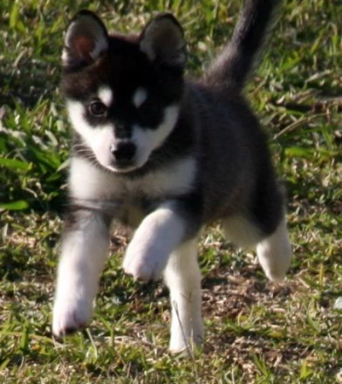 vendita cucciolo cuccioli husky 