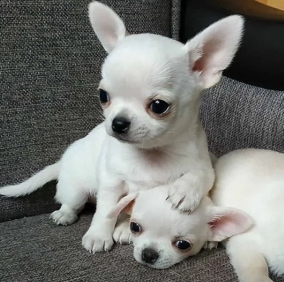 bellissimo cucciolo di chihuahua per regalo | Foto 0