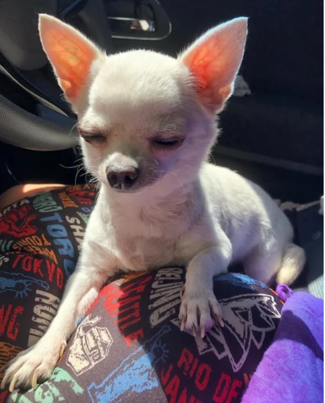 bellissimo cucciolo di chihuahua per regalo