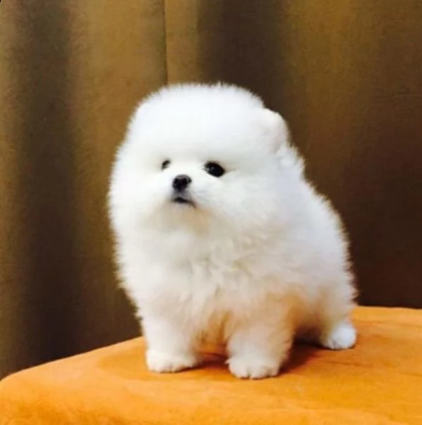 regalo cuccioli di pomeranian !!!