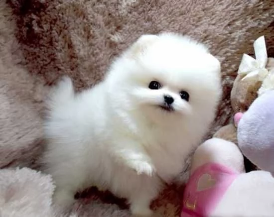 adorabile cucciolo pomeranian per regalo