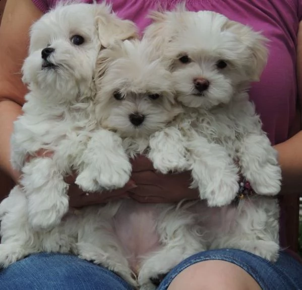 cucciolo maltese disponibile per il regalo