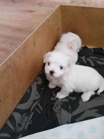 cucciolo maltese disponibile per il regalo | Foto 0