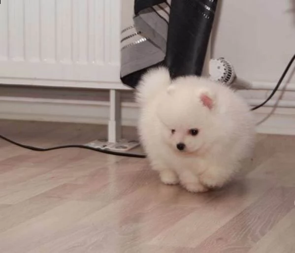 regalo pomeranian cuccioli con pedigree