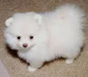 regalo cuccioli di pomeranian !!! | Foto 0