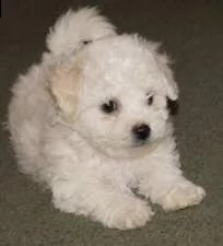 cuccioli di maltese toy