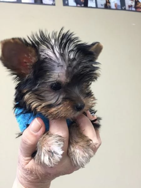 bellissimi cuccioli di yorkshire per regalo