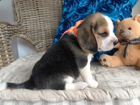 stupendi cuccioli di beagle maschi che femmine nb,