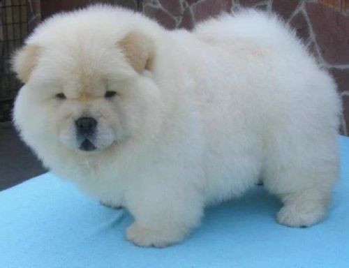 stupendi cuccioli di chow chow