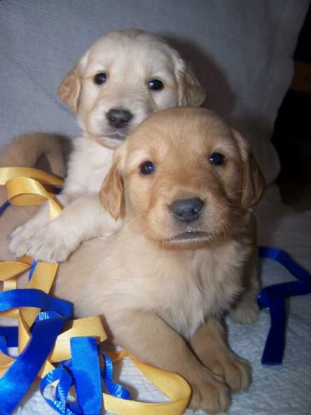 cuccioli di golden retriver disponibili