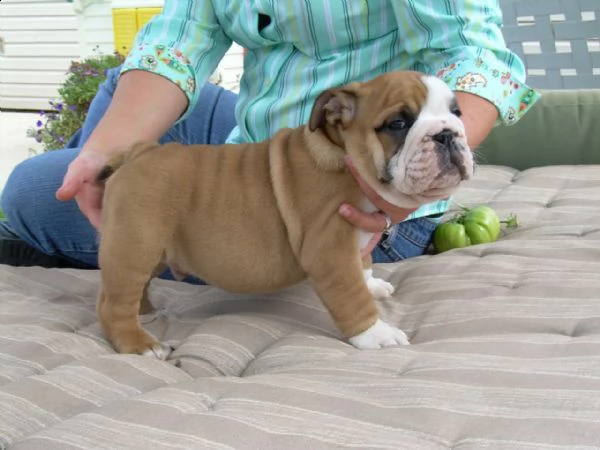 cuccioli di bulldog inglese disponibili