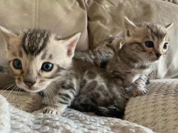 3 bengals con rosetta d'argento superiore registrata tica