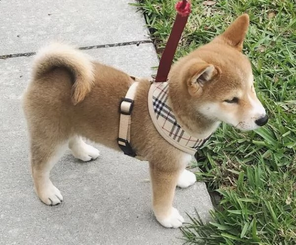 cucciolo di shiba inu tenerissimi intrigantissimi e buonissimi di 70 giorni sia maschi che femmina o