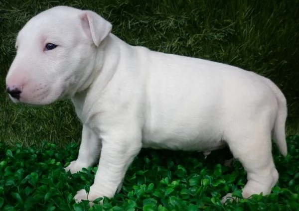 cuccioli di bull terrier disponibili