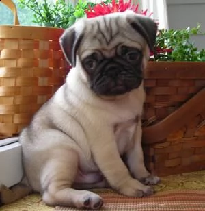 cuccioli di carlino pug disponibili