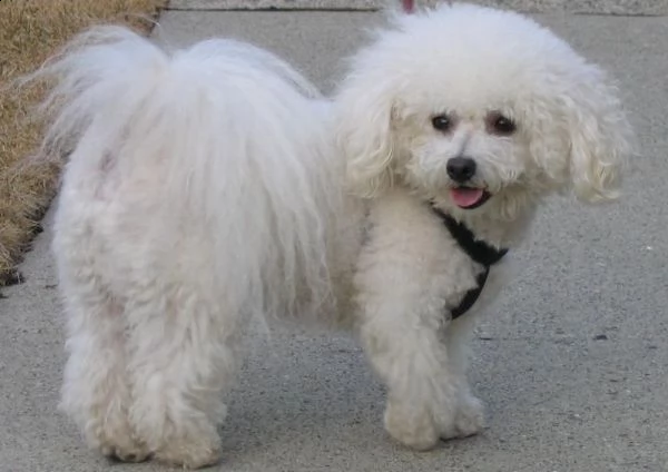 in vendita splendidi cuccioli di bichon frise bianchi sani. | Foto 0