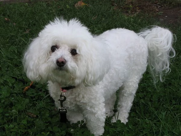 in vendita splendidi cuccioli di bichon frise bianchi sani.