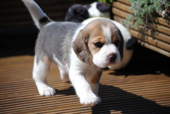 stupendi cuccioli di beagle maschi che femmine nb,